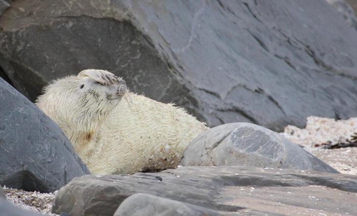 Seal on the shoreline